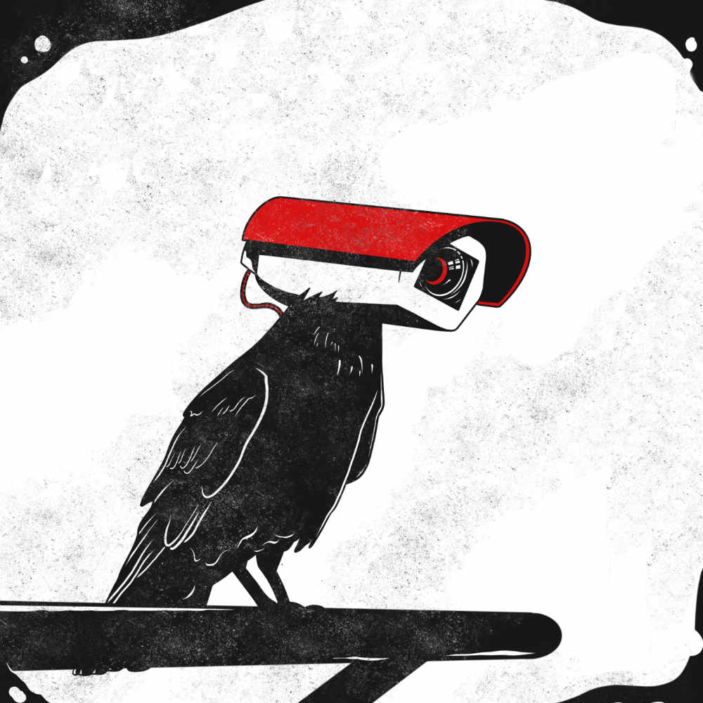 Surveillance Raven